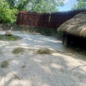 Sulcata Tortoise Exhibit
