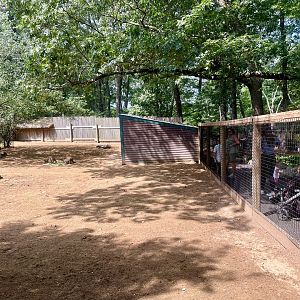 Bennett’s Wallaby Exhibit