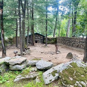 Red River Hog Exhibit
