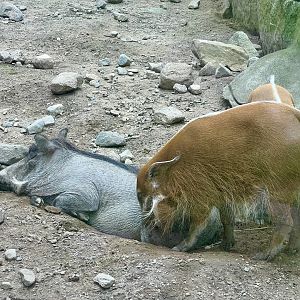 Red River Hogs and Warthog