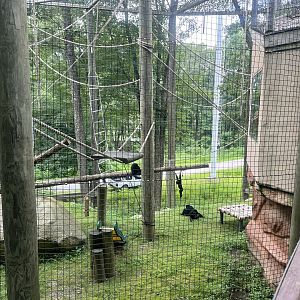 Siamang Exhibit