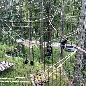 Siamangs