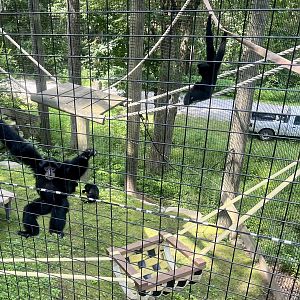 Siamangs