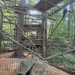 Wolf’s Guenon Exhibit
