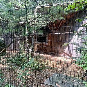 Eurasian Eagle Owl Exhibit