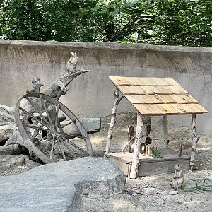 Black-tailed Prairie Dogs