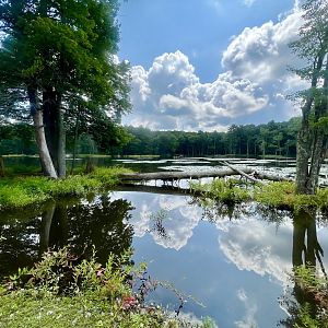 Open forest and pond