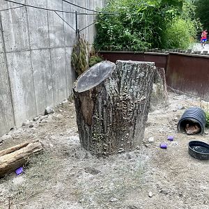 Six-banded Armadillo