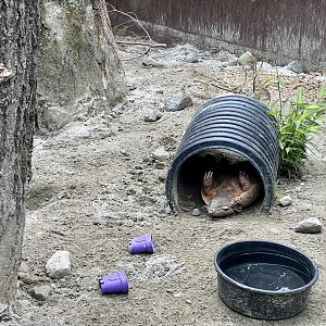 Six-banded Armadillo