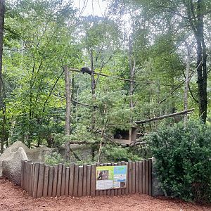 North American Porcupine