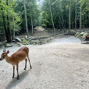 Sika Deer