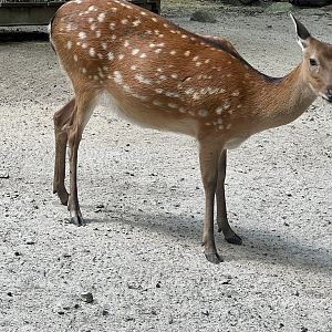 Sika Deer