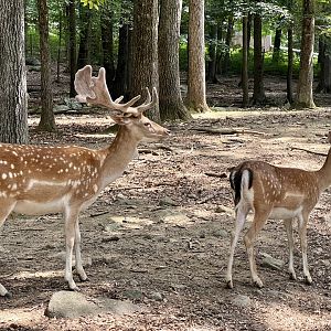 Fallow Deer