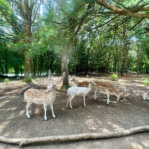 Fallow Deer