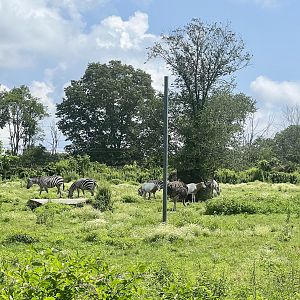 Plains Zebra, Ostrich, and Scimitar-horned Oryx