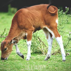 Banteng calf