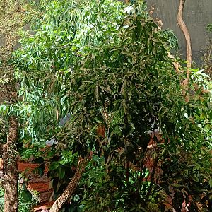 Northern Koala enclosure