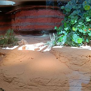 Exuma Island Iguana enclosure