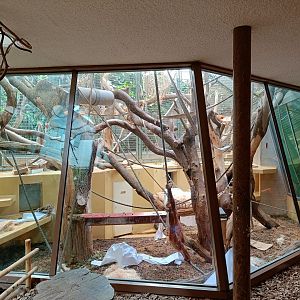 Sumatran Orangutan indoor enclosure