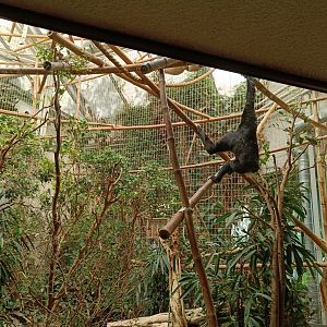 Pileated Gibbon enclosure