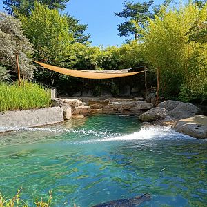 Eastern Atlantic Harbour Seal pool