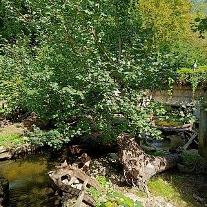 Eurasian Otter enclosure