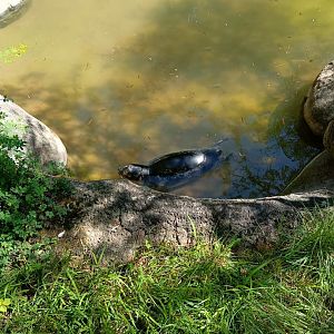 Harbour Seal pup in separation enclosure