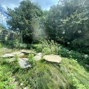 Spotted Hyena Exhibit