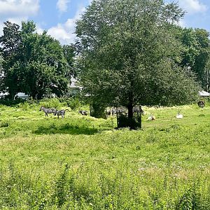 African Plains Exhibit