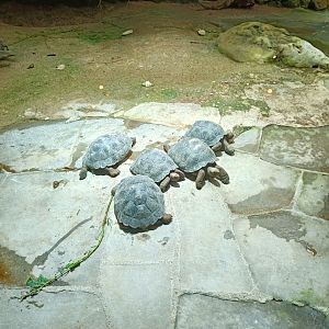 Galapagos Giant Tortoise hatchlings