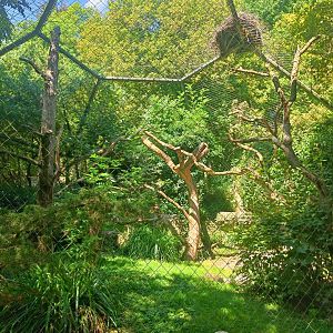 Egyptian Vulture aviary
