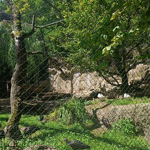Eurasian Spoonbill and Northern Bald Ibis aviary