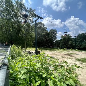 Domestic Cattle Exhibit and Sky-chair