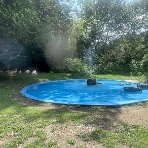 Flamingos and Black Swans