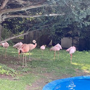 Lesser and Chilean Flamingos