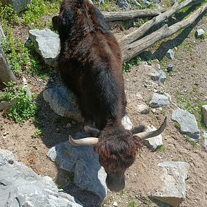 Himalayan Yak
