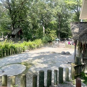 Aldabra Tortoise Exhibit