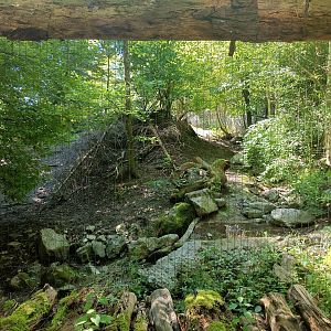 Mongolian Wolf enclosure