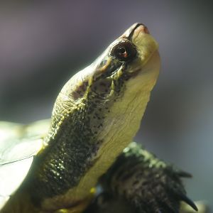 Western Pond Turtle