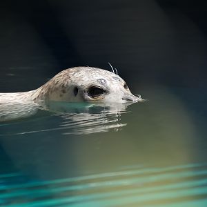 Harbor Seal