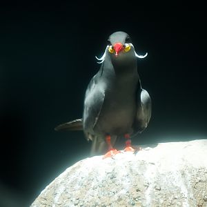 Inca Tern