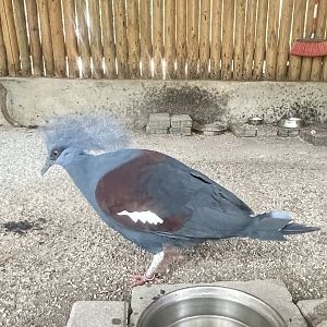 Western Crowned Pigeon