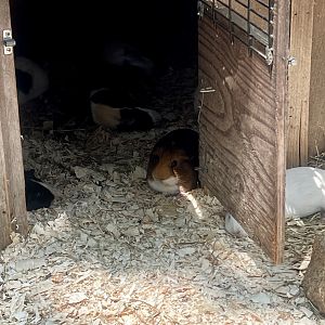 Guinea Pigs