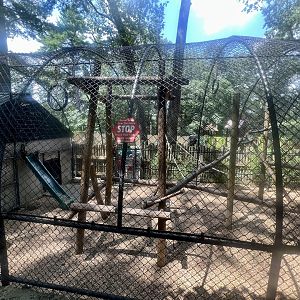 Black-capped Capuchin Exhibit