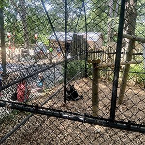 Black-crested Mangabey