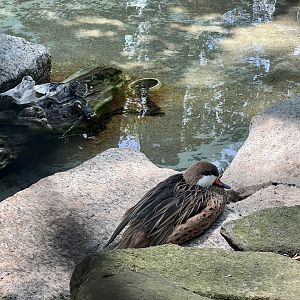 White-cheeked Pintail