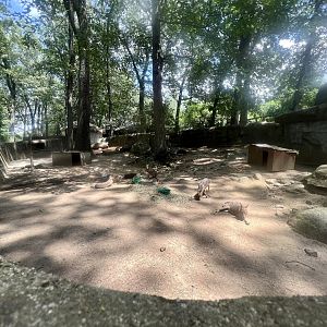 Patagonian Mara Exhibit