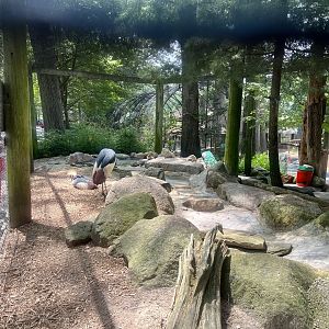 Cranes, Peacocks and other fowl