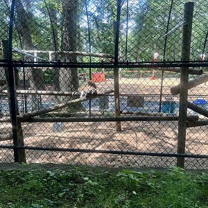 Patas Monkey Exhibit