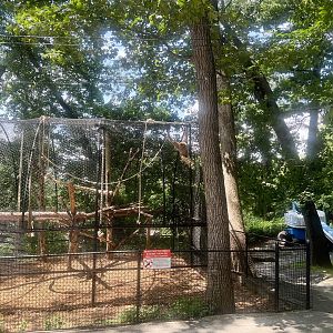 White-cheeked Gibbon